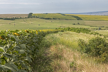 Steppe Hills Field Summer