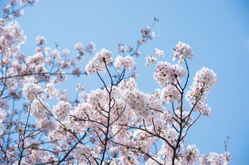 満開の桜