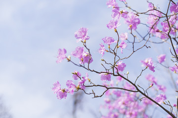 blossom soft focus clear sky