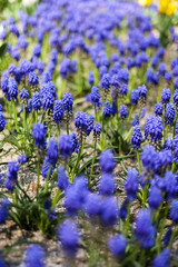 lavender flower in the garden