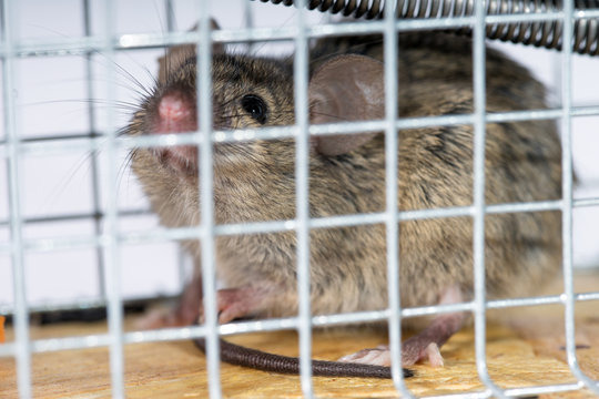 Maus / Maus gefangen in einer Mausefalle
