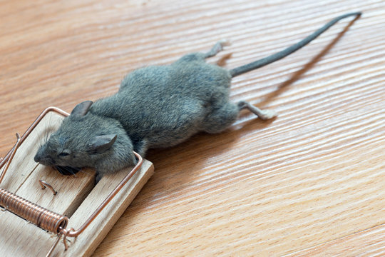 Maus / tote Maus in einer Mausefalle