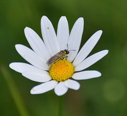 Fototapeta premium Margerite