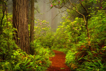 Redwoods and rhododendrons along the Damnation Creek Trail in Del Norte Coast Redwoods State Park,...