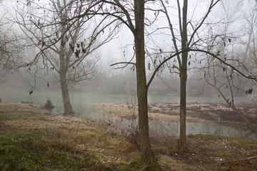 Fototapeta na wymiar Moody view of trees near a river in the midst of fog and mist