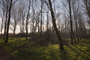 Obraz premium Trees in a wood with low sun filtering through and long shadows