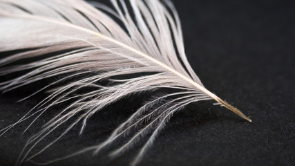Close up of a white frayed feather.