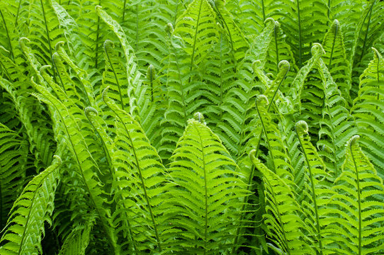 Light green fern bush fill background, fractal leaves in rain forest