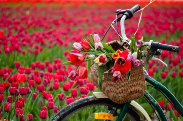 Zelfklevend Fotobehang Bicycle with weaved basket and tulip flowers in it on a tulip field background, closeup © minichka