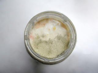 Three kinds of mold on milk in a round container on a white background. Pink, yellow and green mold...