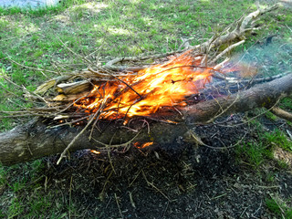 A bonfire of brushwood in a clearing. Dry branches and a tree are folded together and burned