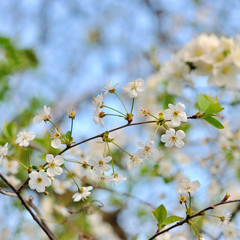 A branch of cherry blossoms.