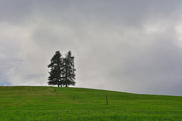 Italy South Tyrol Dolomites meadow tree