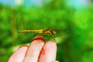Summer landscape. Insect yellow dragonfly sitting on a woman's fingers on the background of green grass