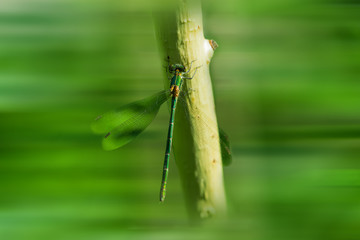 Summer landscape. The small green insect sitting dragonfly branch light background blur