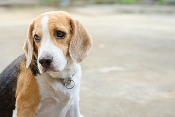 beagle dog portrait is facing to the side on concrete floor