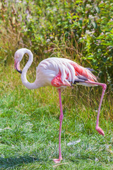 Pink flamingo stands on one leg