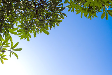 View up to the sky under the tree
