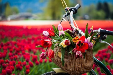 Bicycle with weaved basket and tulip flowers in it on a tulip field background, closeup