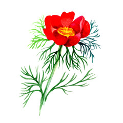 Wildflower peonies flower in a watercolor style isolated. Full name of the plant: Peonies herbaceous. Aquarelle wild flower for background, texture, wrapper pattern, frame or border.