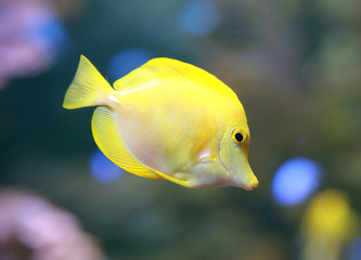 Yellow Tang (Zebrasoma flavescens).