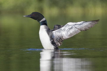 A Common Loon flapping its wings to dry them after preening in a Canadian lake