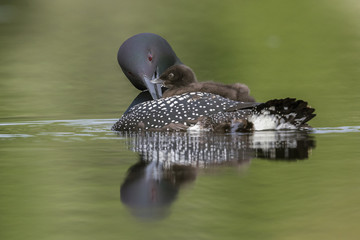 A week-old Common Loon chick rides on its mother's back while she preens her feathers - Ontario, Canada © Brian Lasenby