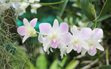 Beautiful Orchids.