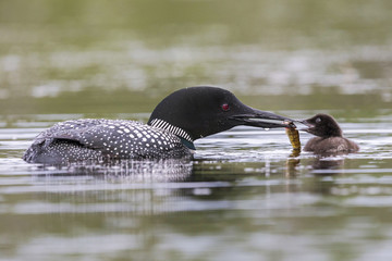 A week-old Common Loon chick is fed a fish by one of its parents - Ontario, Canada