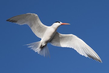 Tern in flight at the Bolsa Chica Reserve