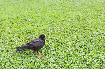 pigeon on the green grass.