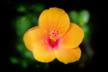 Close up Pollen of Yellow Chinese Rose.