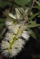 Eucalyptus Flower