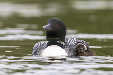 A Common Loon chick seeks cover under the wing of its mother - Haliburton Highlands, Ontario, Canada © Brian Lasenby
