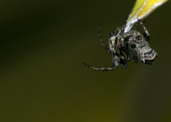 Spider hanging on a tree leaf