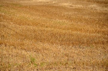 Stubble field after harvest.