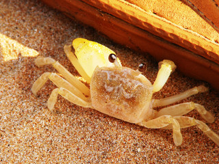 crab
