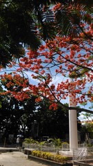 Fototapeta premium Caballero in its full bloom