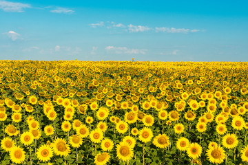 Blooming sunflower field