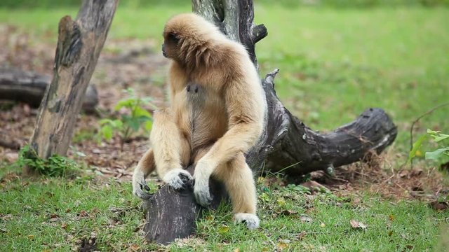 White Cheeked Gibbon or Lar Gibbon in Thailand.