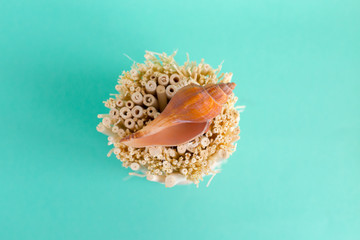 seashells on a bright background