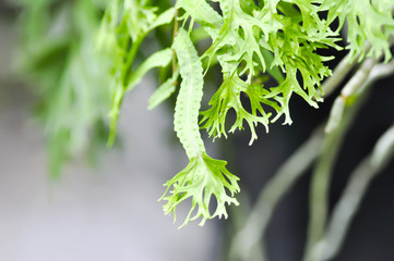 Microsorum punctatum or Mermaid's Tail fern