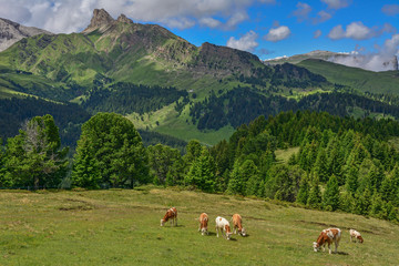 Fototapeta na wymiar Italy south tyrol dolomites mountains cows