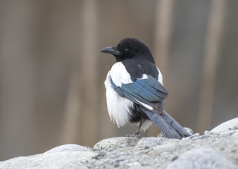 Eurasian magpie (Pica Pica )