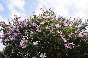 Obraz premium 夏の花・ムクゲ