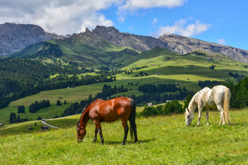Fototapeta na wymiar Italy south tyrol dolomites mountains horses grazing