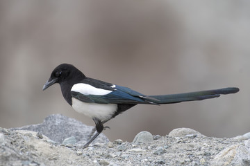 Eurasian magpie (Pica Pica )