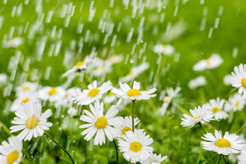 Meadow with white flowers under rain in summer time