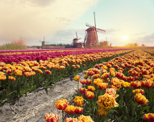 Dramatic spring scene on the flowers farm. Colorful sunset in Netherlands, Europe. Fields of blooming hyacinth flowers in Holland.