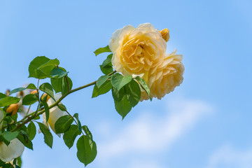 薔薇　グラハム・トーマス３